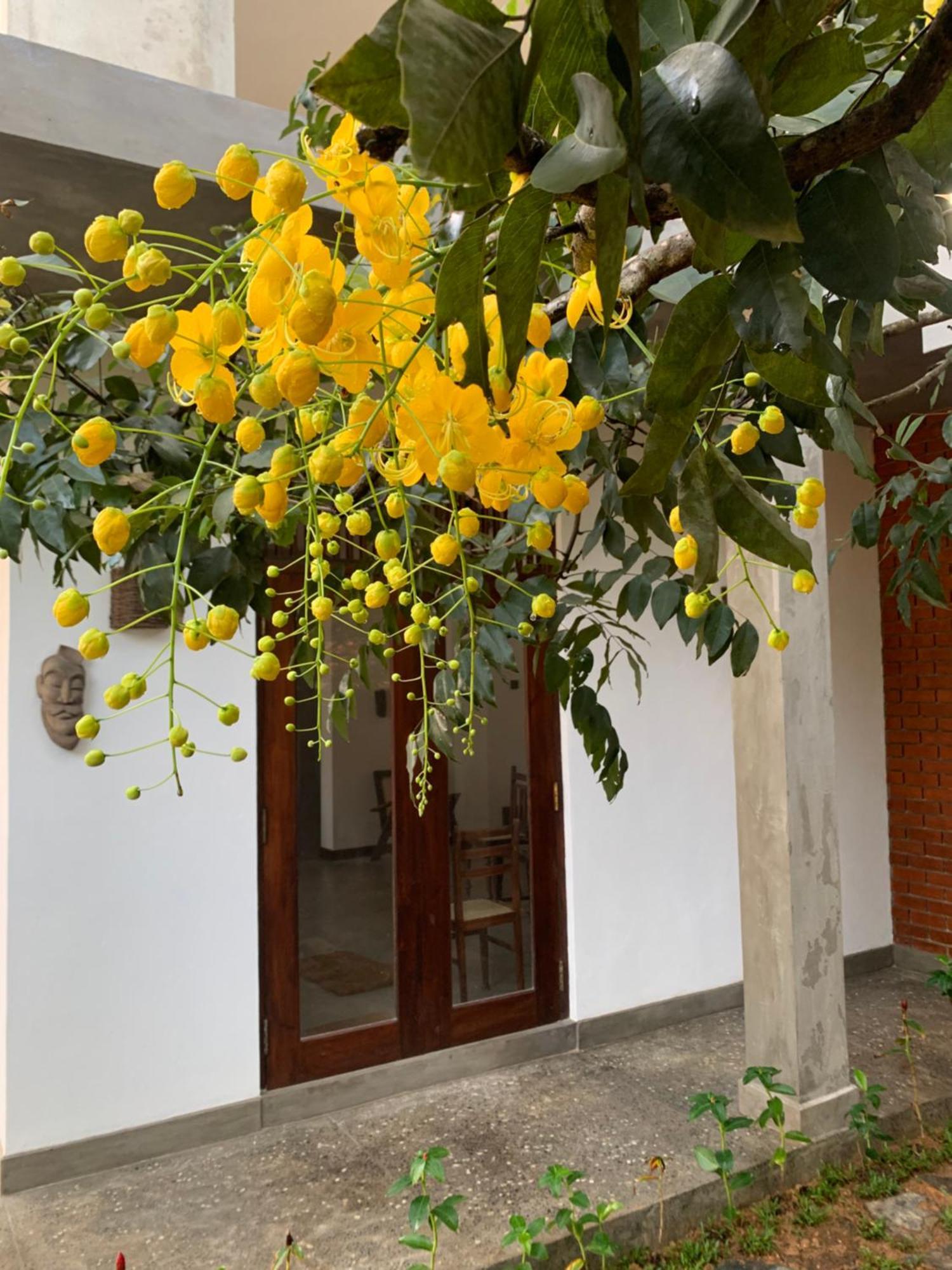 Thaproo Bay Hiriketiya Acomodação com café da manhã Dikwella Exterior foto